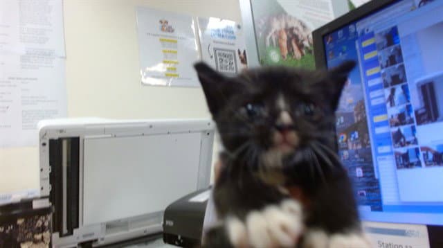 Shelly - Domestic Short Hair