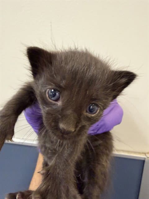 Kitty - Domestic Short Hair