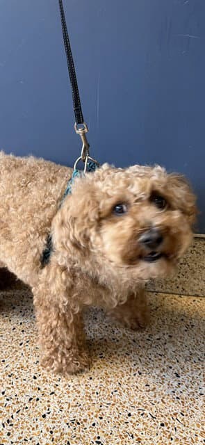 Charlie - Poodle (Miniature)