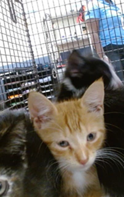 Sally - Domestic Short Hair