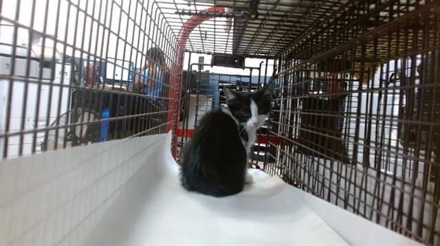 Bubbie - Domestic Short Hair