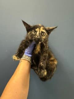 Flapjack - Domestic Short Hair