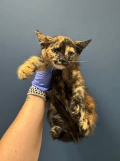 Capt K'nuckles - Domestic Short Hair