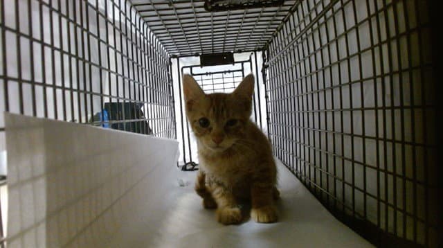 Dr Barber - Domestic Short Hair