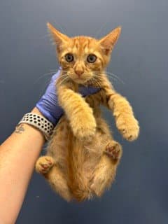 Dr Barber - Domestic Short Hair