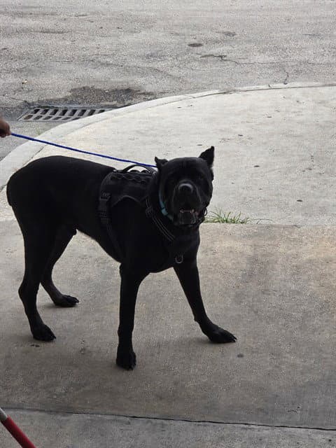 Titan - Cane Corso Mastiff