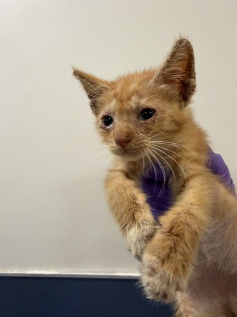Clinton - Domestic Short Hair