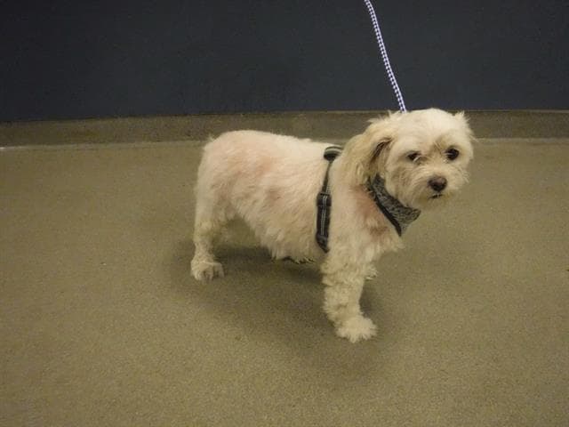 Diamond - Maltese