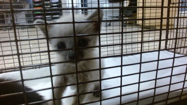 Artemis - Domestic Short Hair