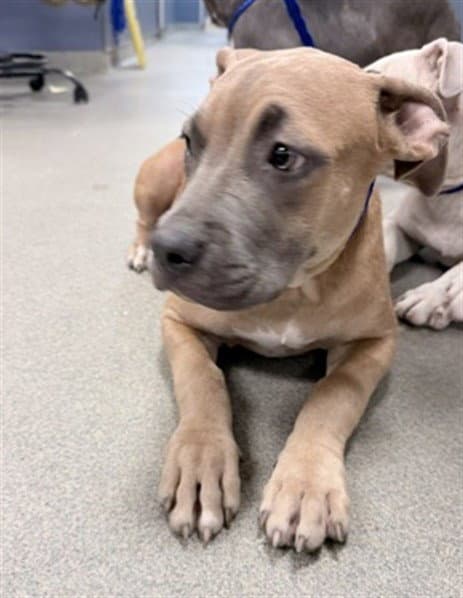 Brenda - American Pit Bull Terrier