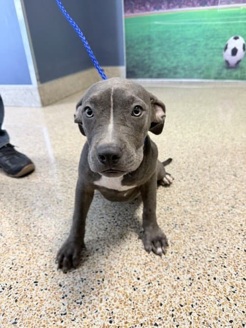 Cindy - American Pit Bull Terrier