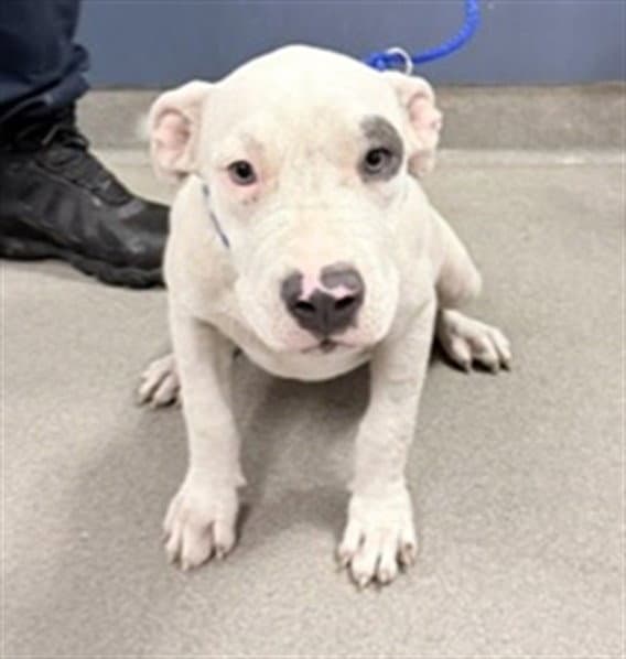 Buffy - American Pit Bull Terrier