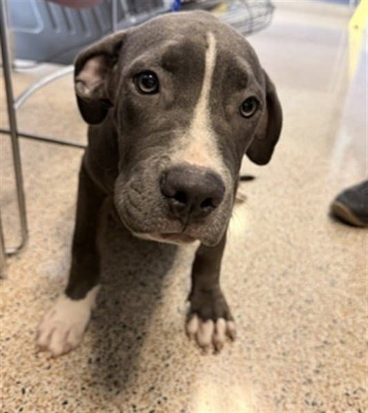 Shorty - American Pit Bull Terrier