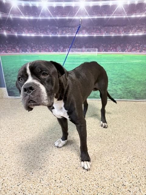 Tobby - American Pit Bull Terrier