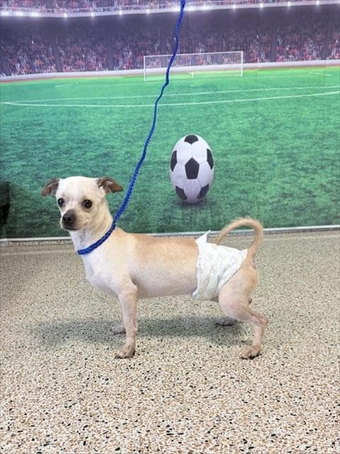 Sesami - Chihuahua