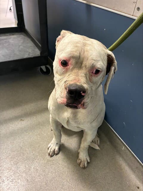 Dora - American Bulldog
