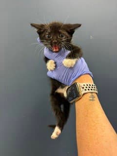 Mi Mi - Domestic Short Hair
