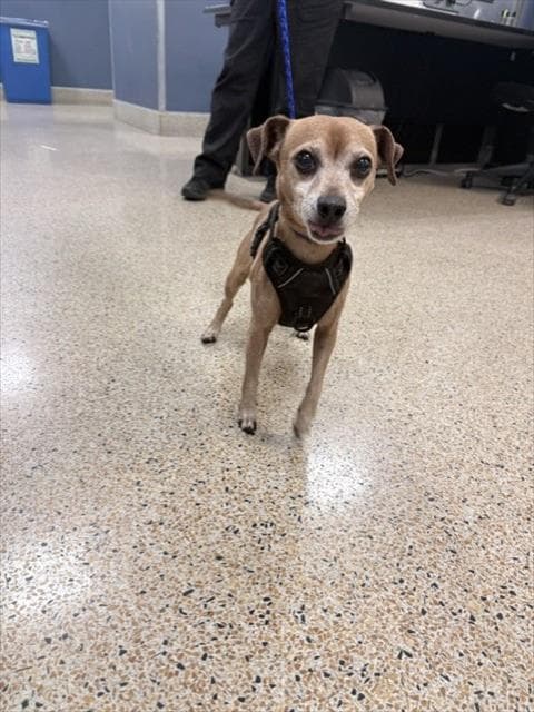 Papi - Miniature Pinscher