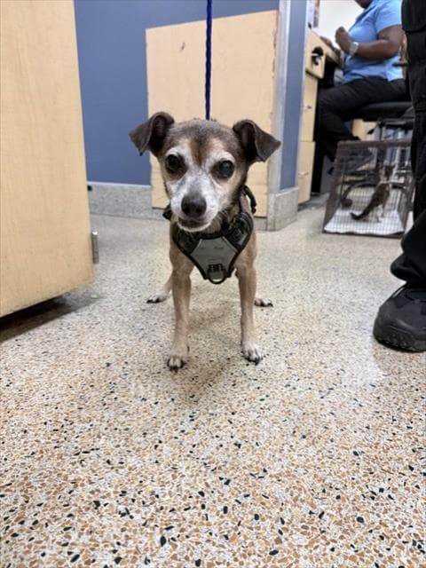 Coco - Miniature Pinscher