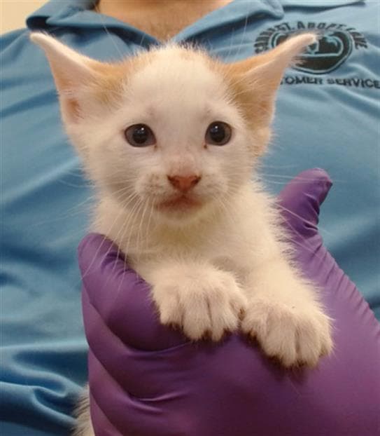Phoebe - Domestic Short Hair