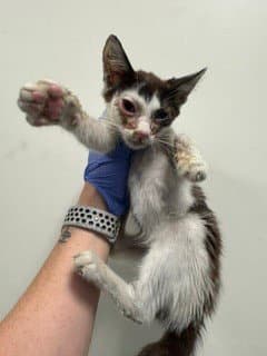 Nokey - Domestic Short Hair