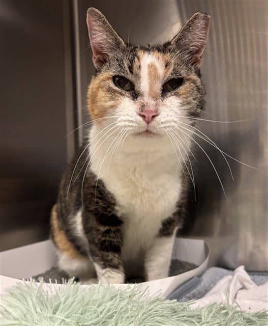 Coco - Domestic Short Hair