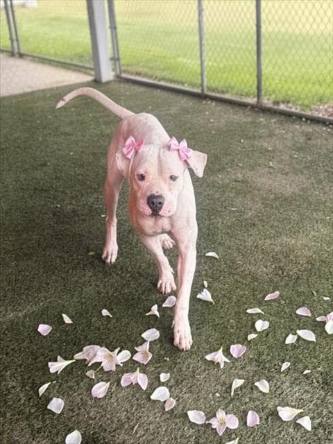 Opie - American Bulldog