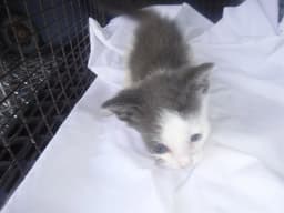 Unknown image 1