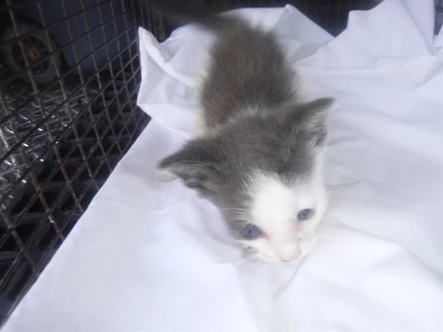 Unknown - Domestic Short Hair