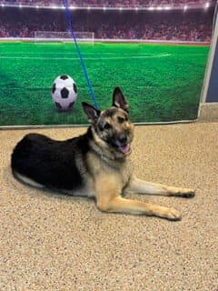 Bruno - German Shepherd Dog