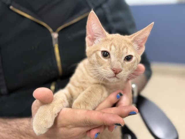 Wally - Domestic Short Hair