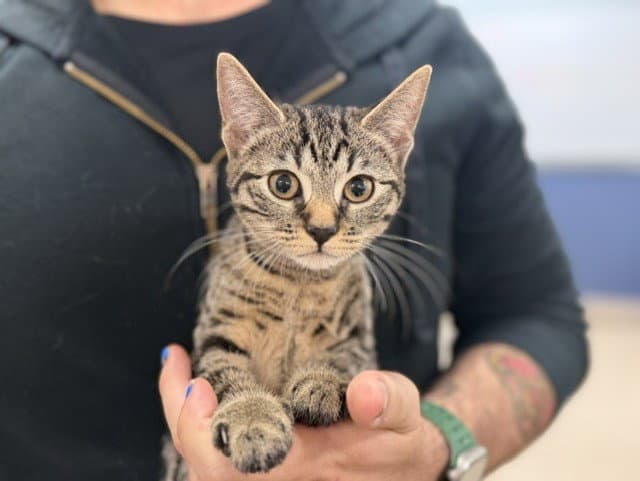 Lally - Domestic Short Hair