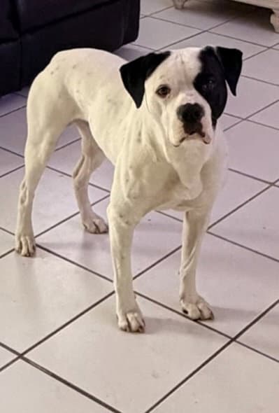 Bruno - American Bulldog