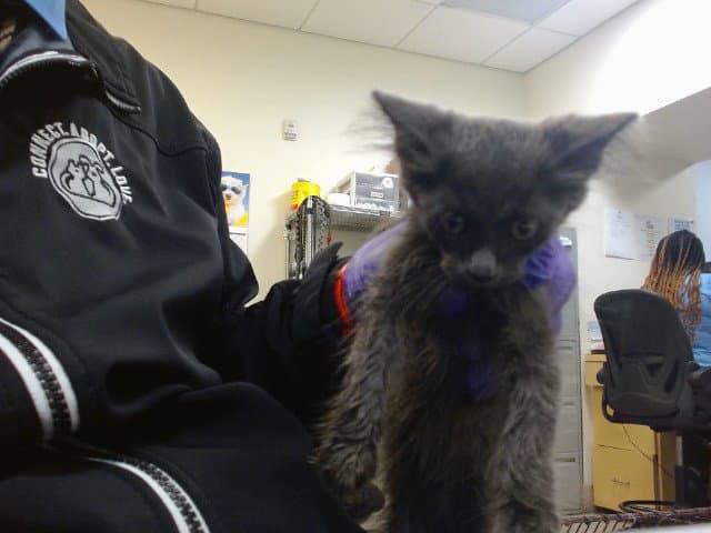 Sky - Domestic Short Hair