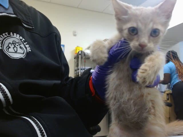 Nacho - Domestic Short Hair