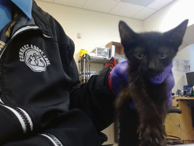 Pepper - Domestic Short Hair