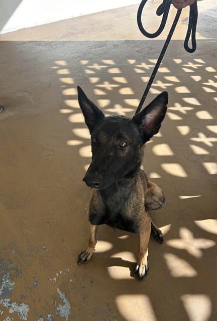 Bloom - Belgian Shepherd Malinois