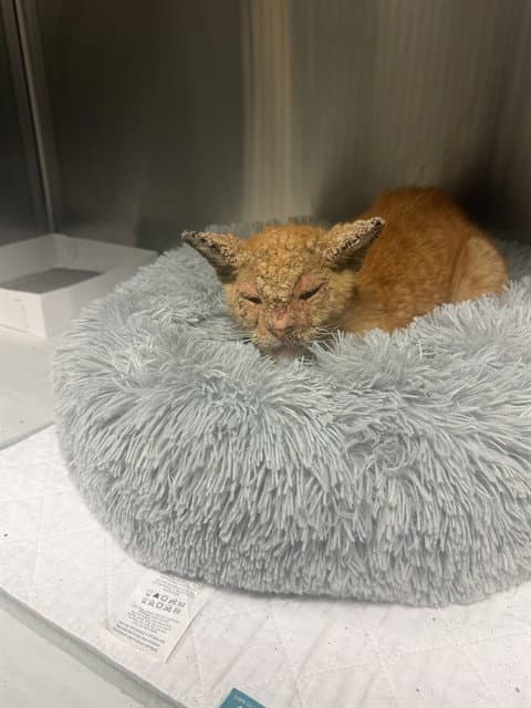 Chester - Domestic Short Hair