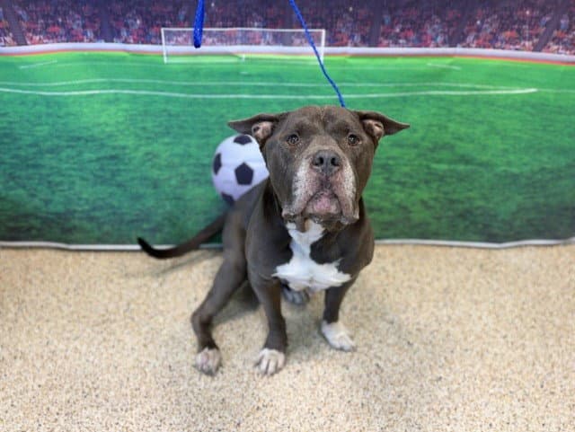 Tank - American Bulldog