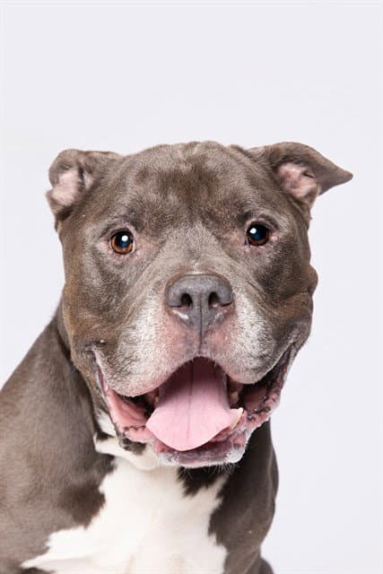 Tank - American Bulldog