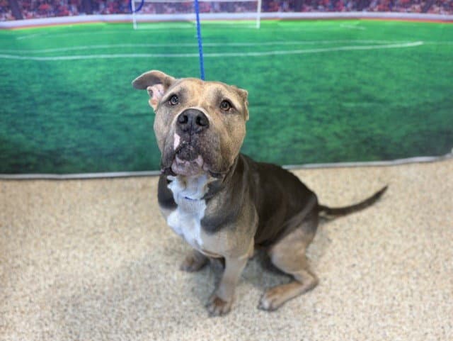 Dream - Pit Bull Terrier