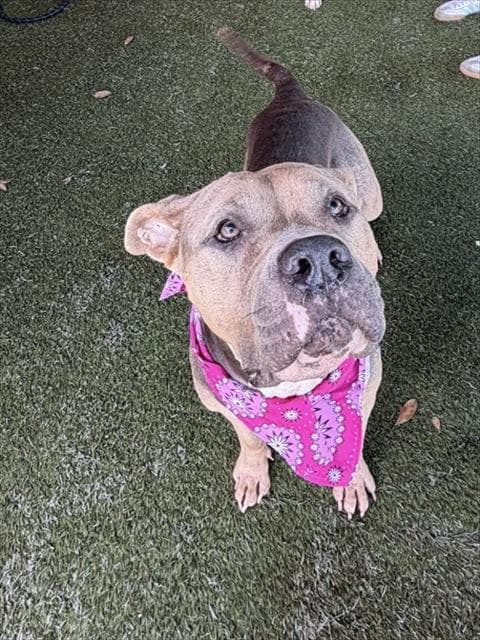 Dream - Pit Bull Terrier
