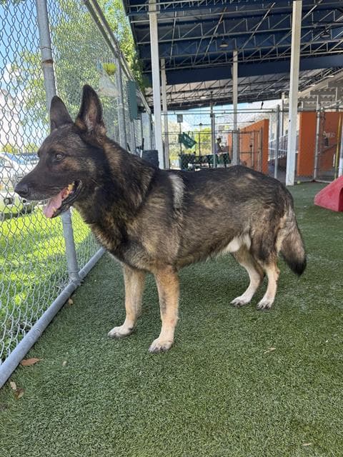 Dino - German Shepherd Dog