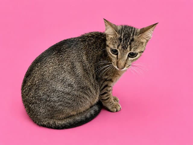 Diana - Domestic Short Hair