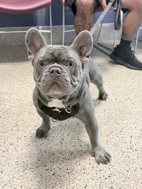 Rasko - French Bulldog