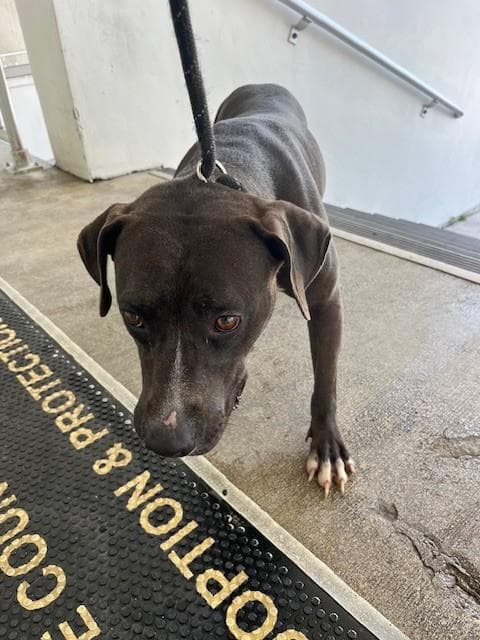 Nina - Pit Bull Terrier
