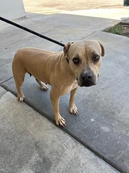 Lucy image 1
