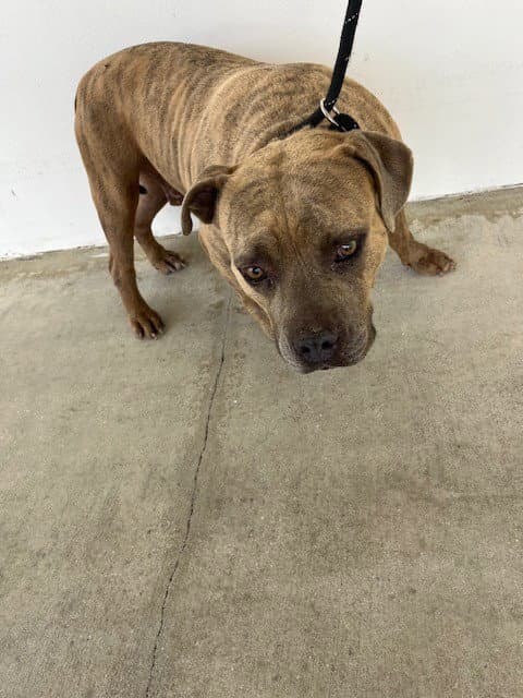 Cuco - Pit Bull Terrier