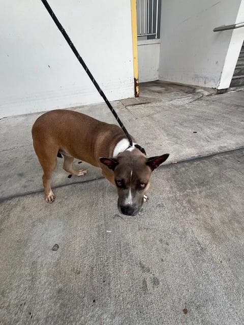 Nana - Pit Bull Terrier