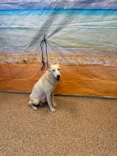 Milly image 1